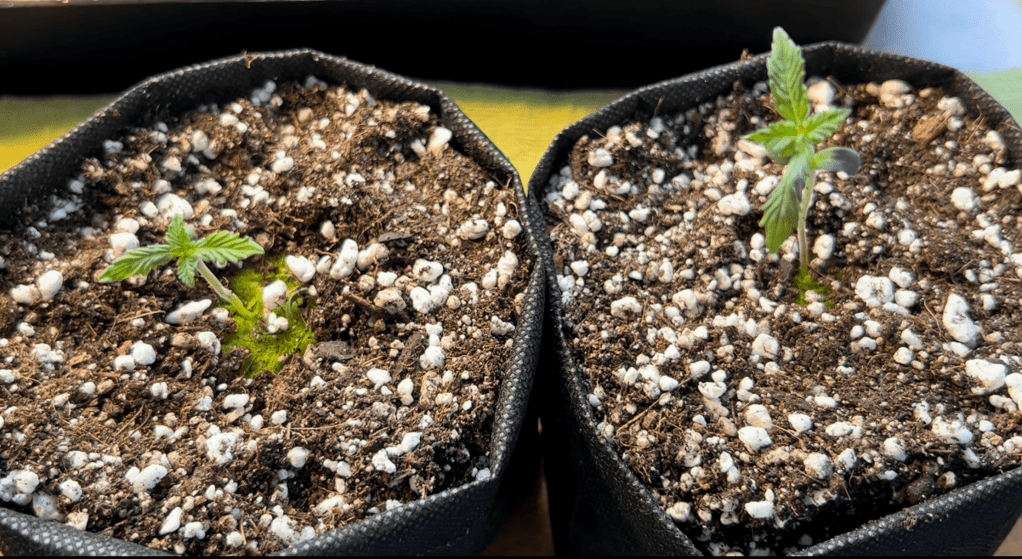How to Transplant&nbsp;Seedlings