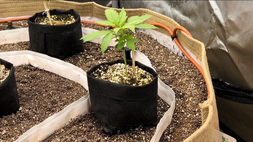 Final Transplant to 100-Gallon&nbsp;Pot